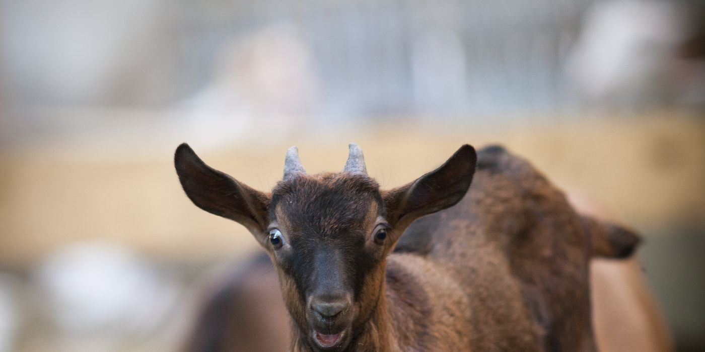 Un chevreau qui regarde l'objectif, dans une chèvrerie