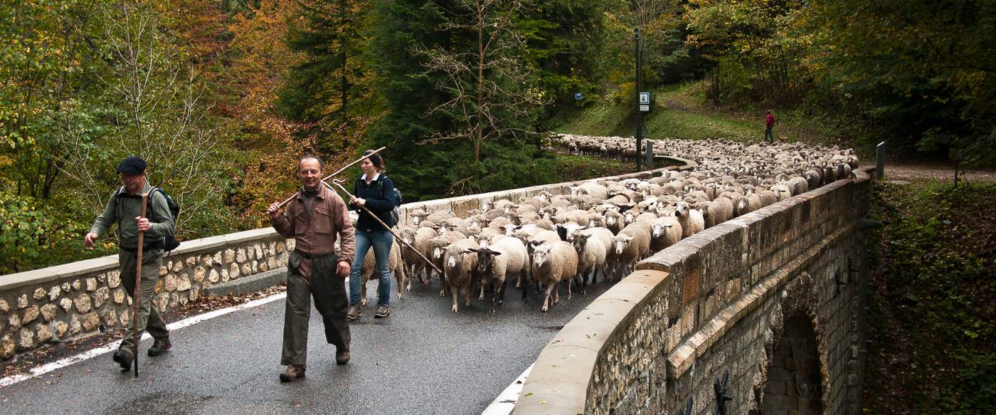 Une descente d'alpage : bergers et troupeau de moutons traversent le pont du Grand Logis
