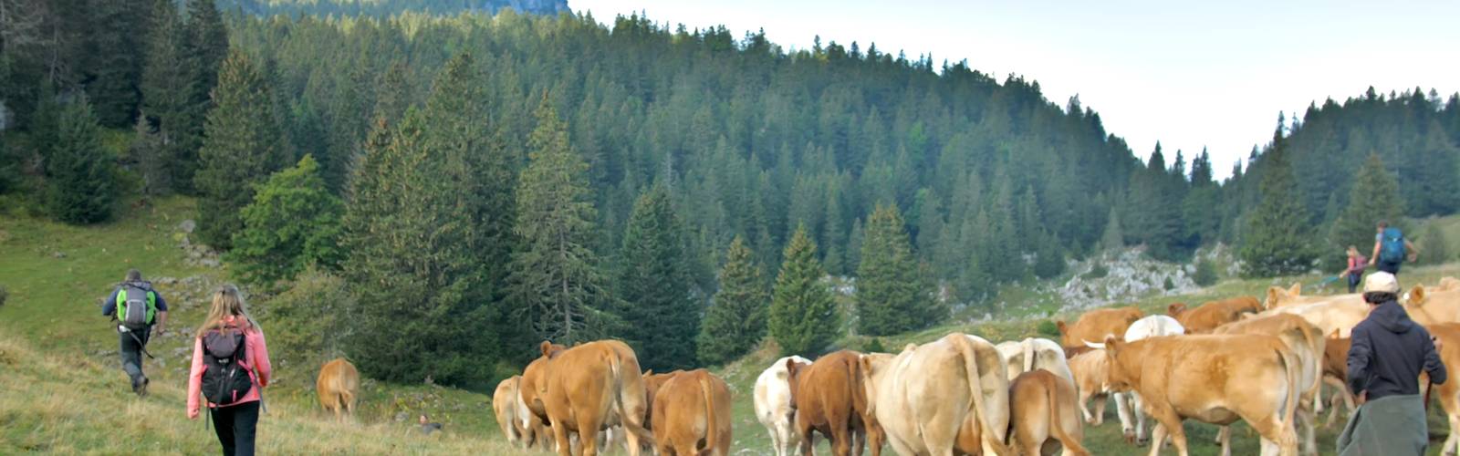 Un troupeau et des marcheurs sur un chemin d'alpage, en Chartreuse