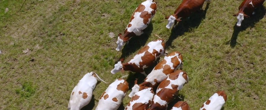 Un troupeau de vaches montbéliardes au pâturage, vu du ciel