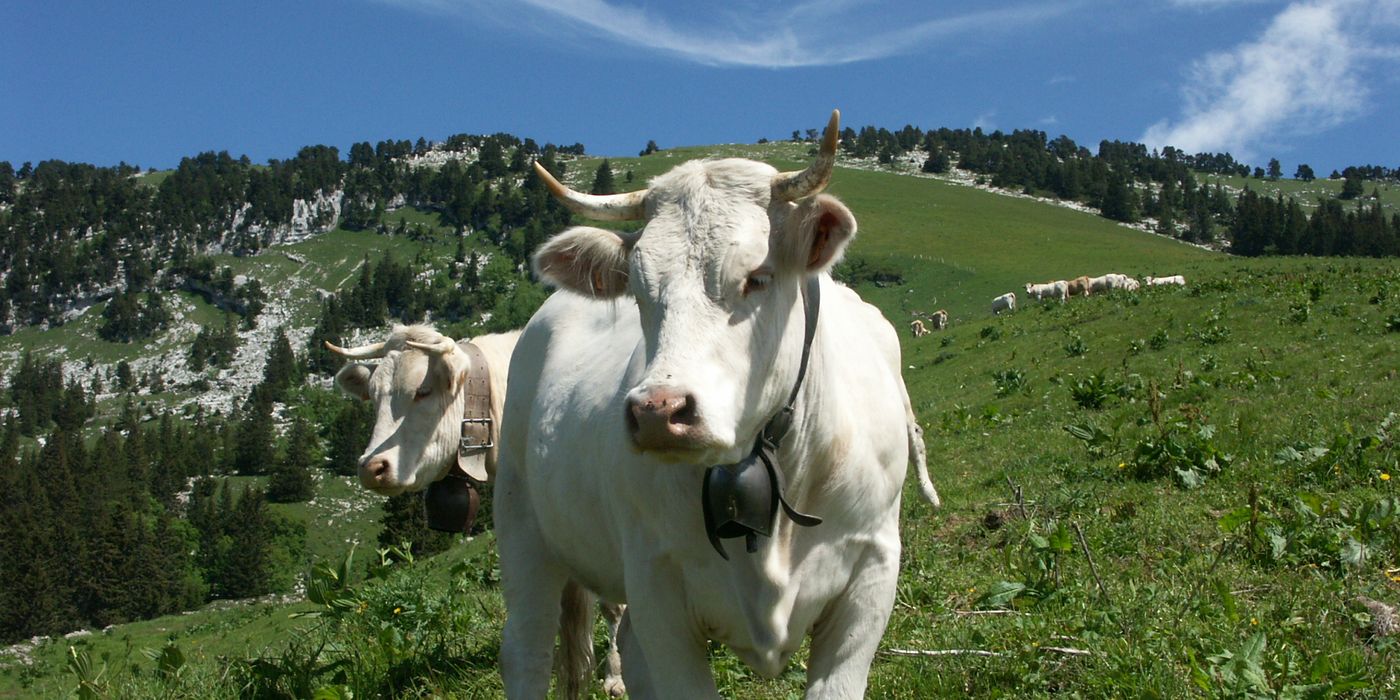 Deux vaches à l'alpage, dont l'une regarde l'objectif