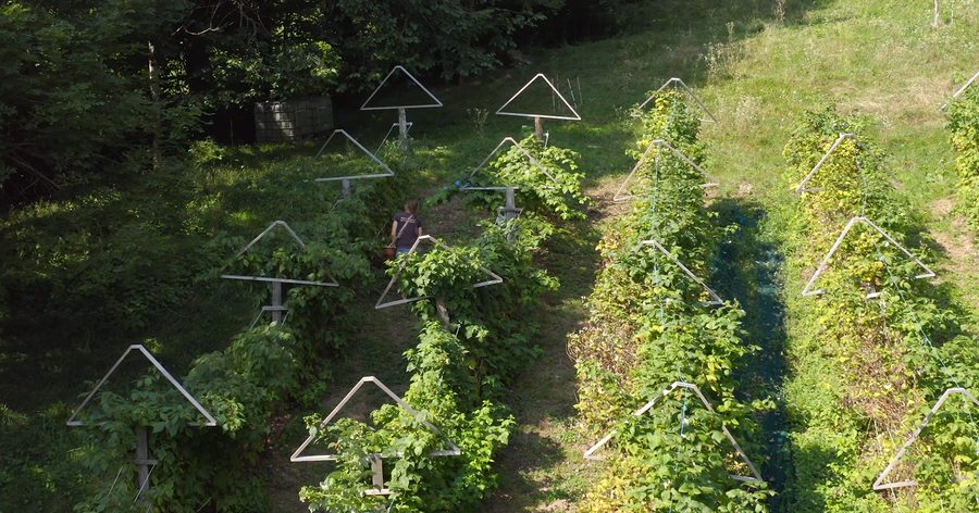 Rangs de petits fruits palissés sur des tuteurs, en lisière de bois