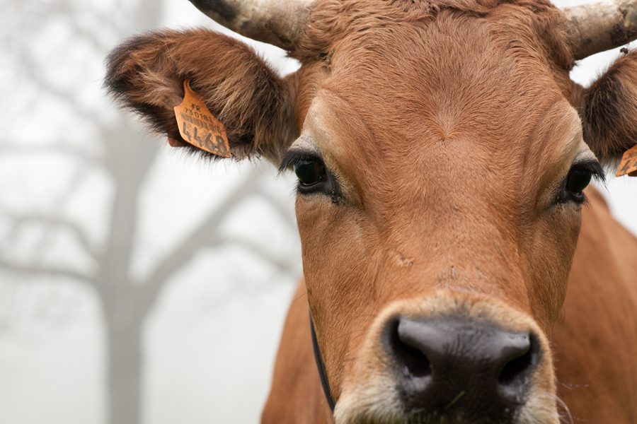 Une vache tarine dans la brume, race laitière des alpages