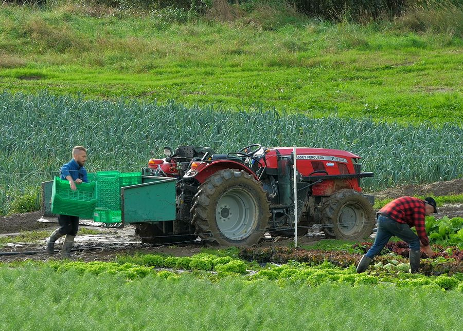 Des maraîchers récoltent des salades près d'un tracteur, entre les rangs de poireaux
