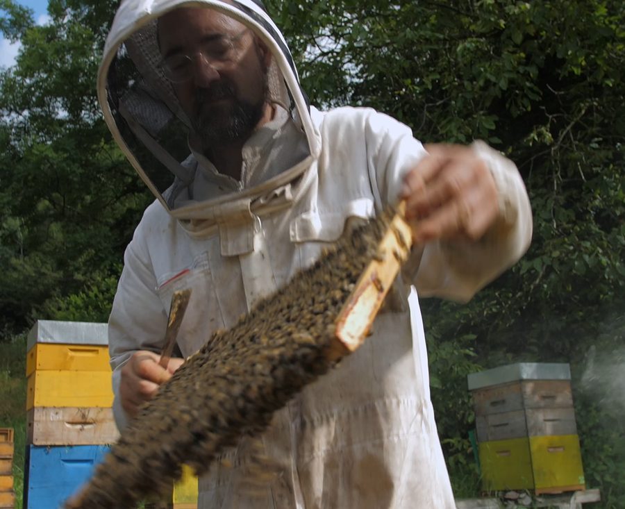 Un apiculteur soulève un cadre couvert d'abeilles devant ses ruches