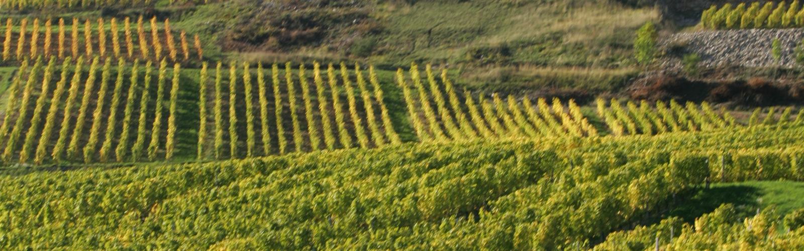 Des rangs de vigne aux couleurs d'automne, sur un coteau du massif
