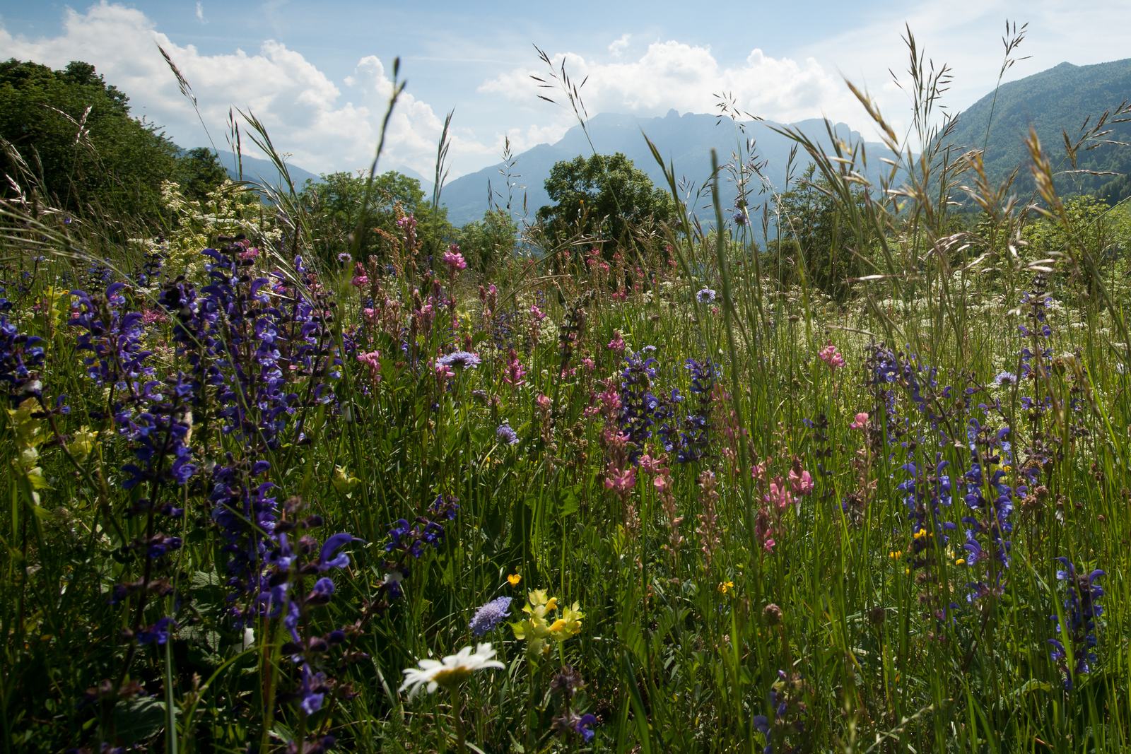 Prairie fleurie de Chartreuse au printemps, sauges violettes et sainfoin rose au premier plan, crêtes du massif à l'arrière