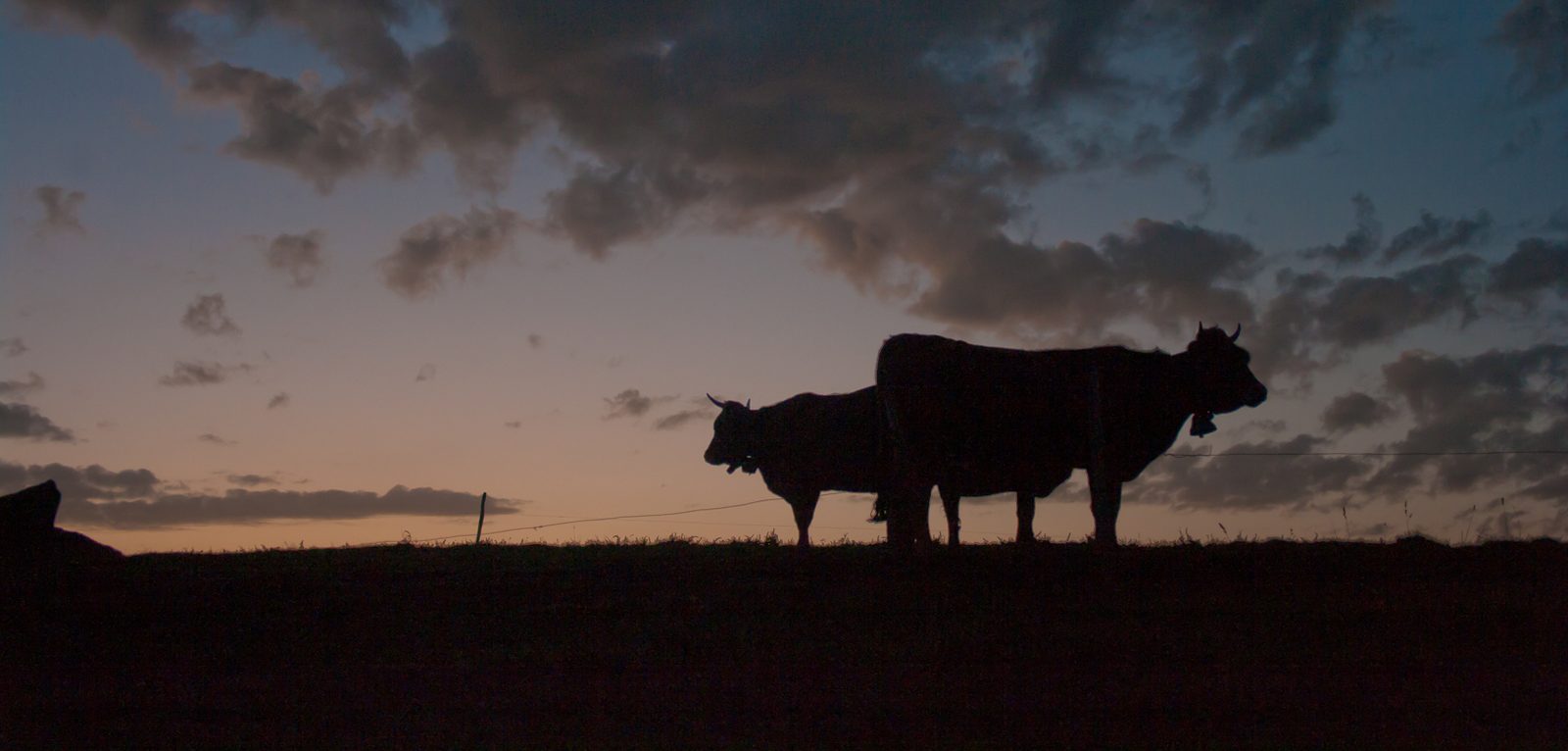 Deux vaches en silhouette sur une crête, au crépuscule