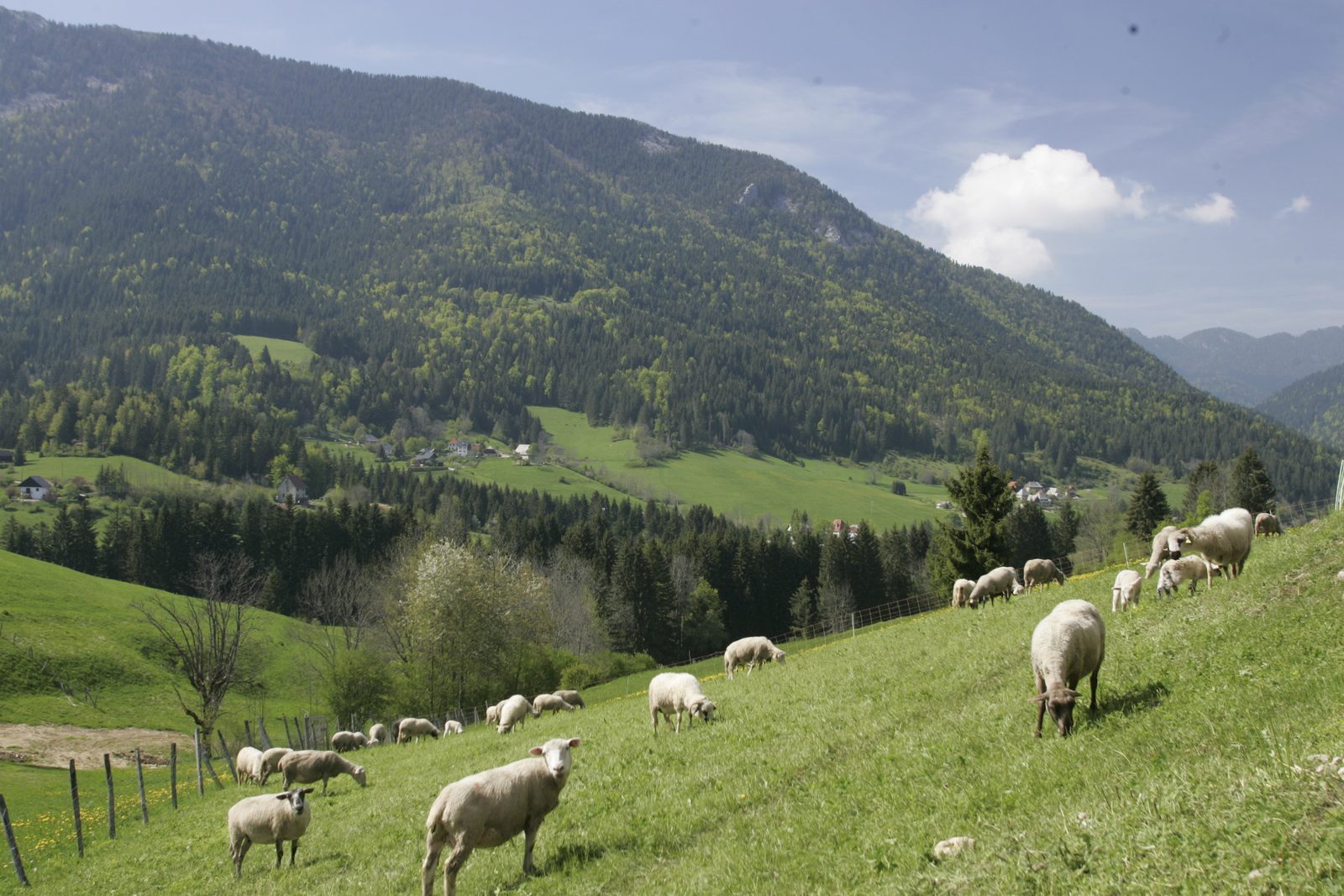 Un troupeau de moutons pâture sur les prés d'un versant de Chartreuse