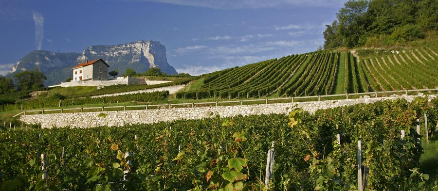 Des rangs de vigne au pied du mont Granier
