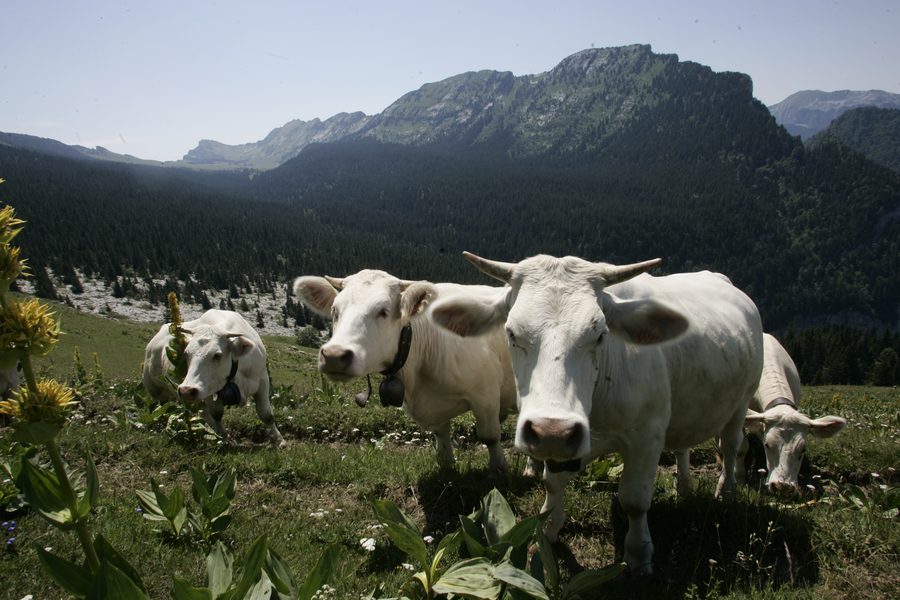 Un troupeau de vaches blanches au pâturage sur l'alpage de l'Aulp du Seuil