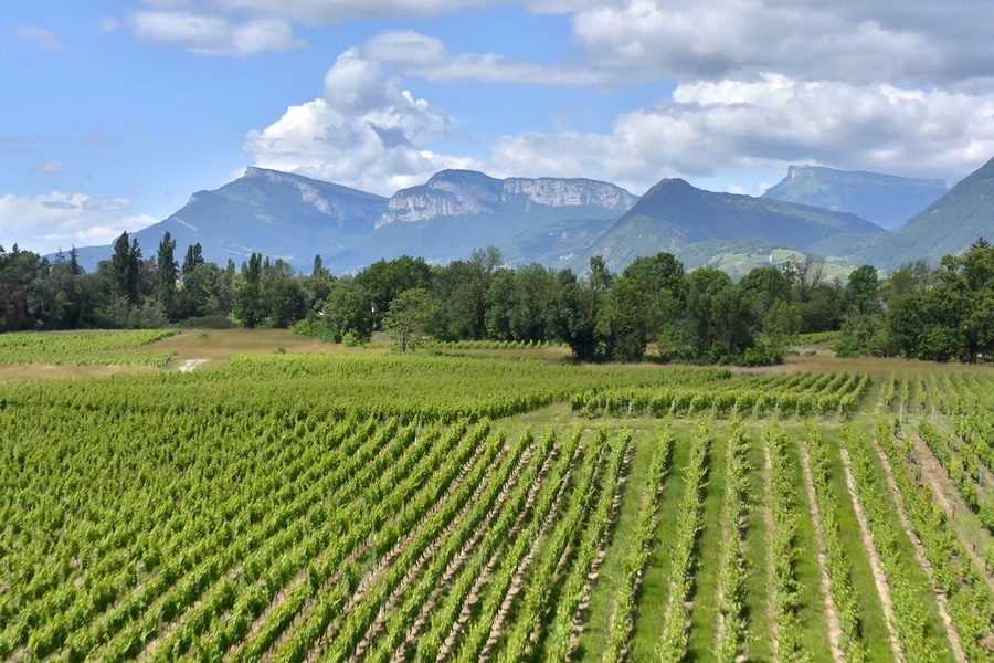 Des rangs de vigne au pied des falaises du massif, sous un ciel d'été
